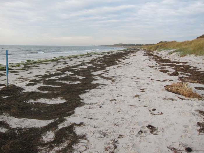 Elisabeth Magnusson/SGU - Falsterbo