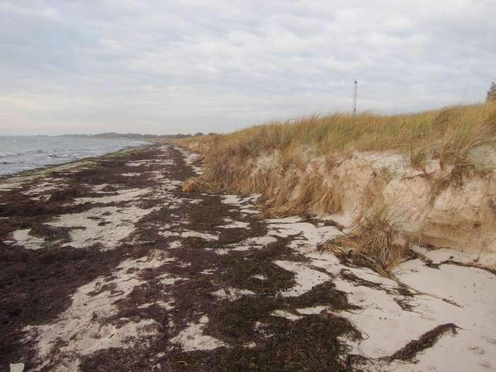 Elisabeth Magnusson/SGU - Falsterbo