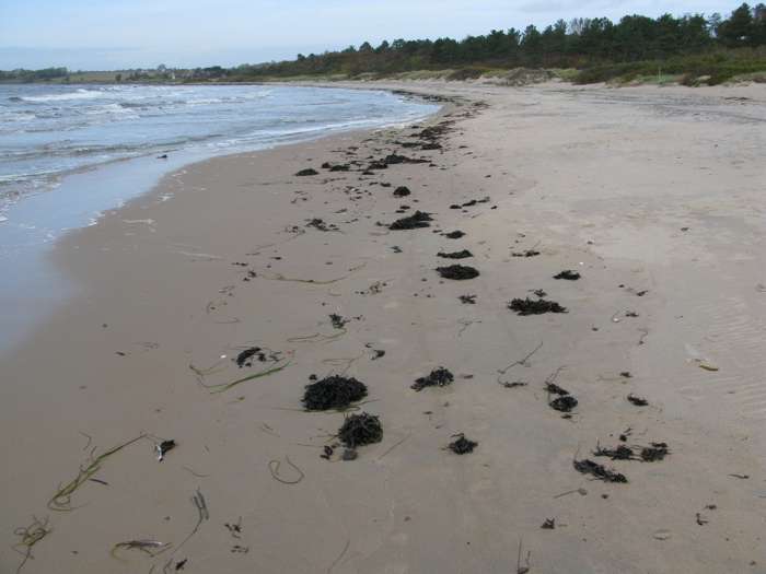 Magnus Persson/SGU - Ängelsbäcksstrand